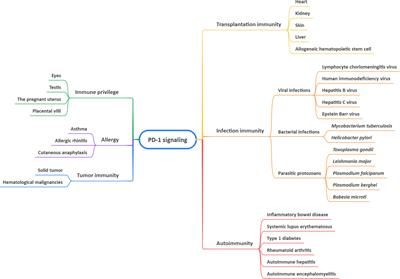 The role of PD-1 signaling in health and immune-related diseases